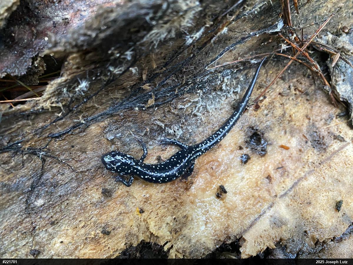 Northern Slimy Salamander