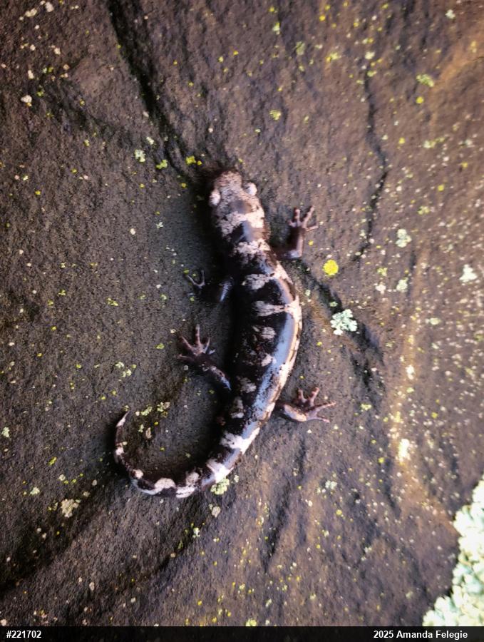 Marbled Salamander