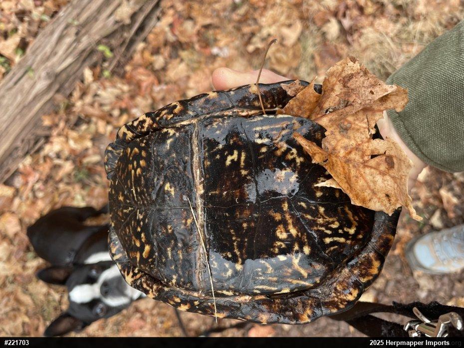 Eastern Box Turtle