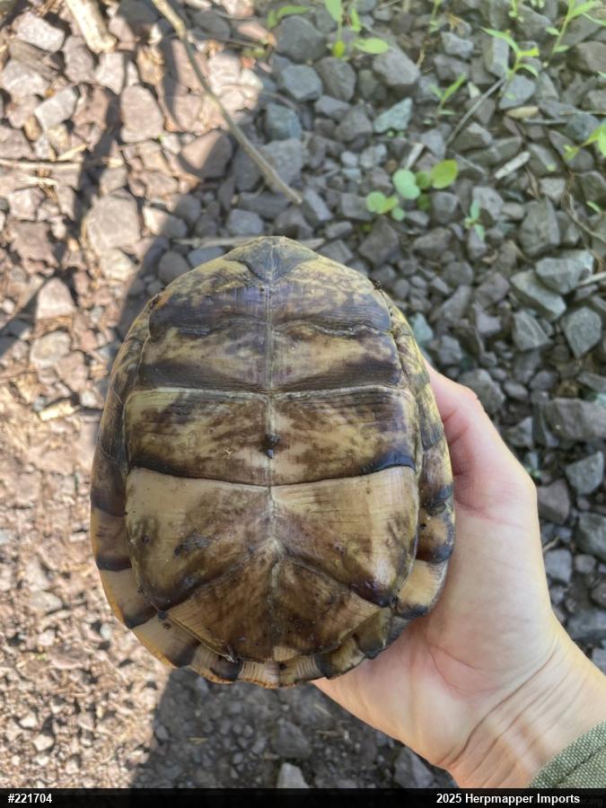 Eastern Box Turtle