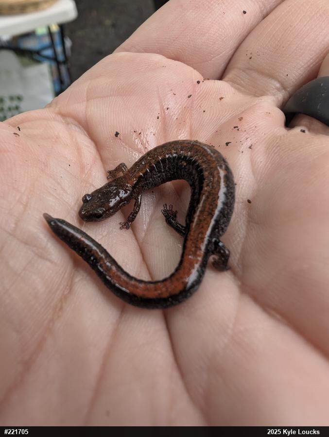 Eastern Red-backed  Salamander