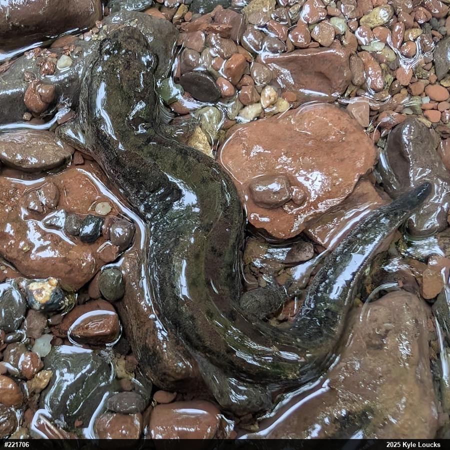 Northern Dusky Salamander