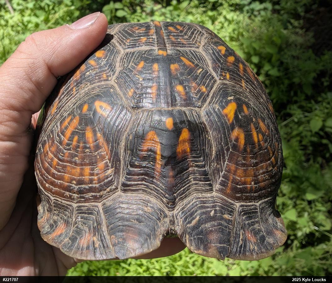 Eastern Box Turtle