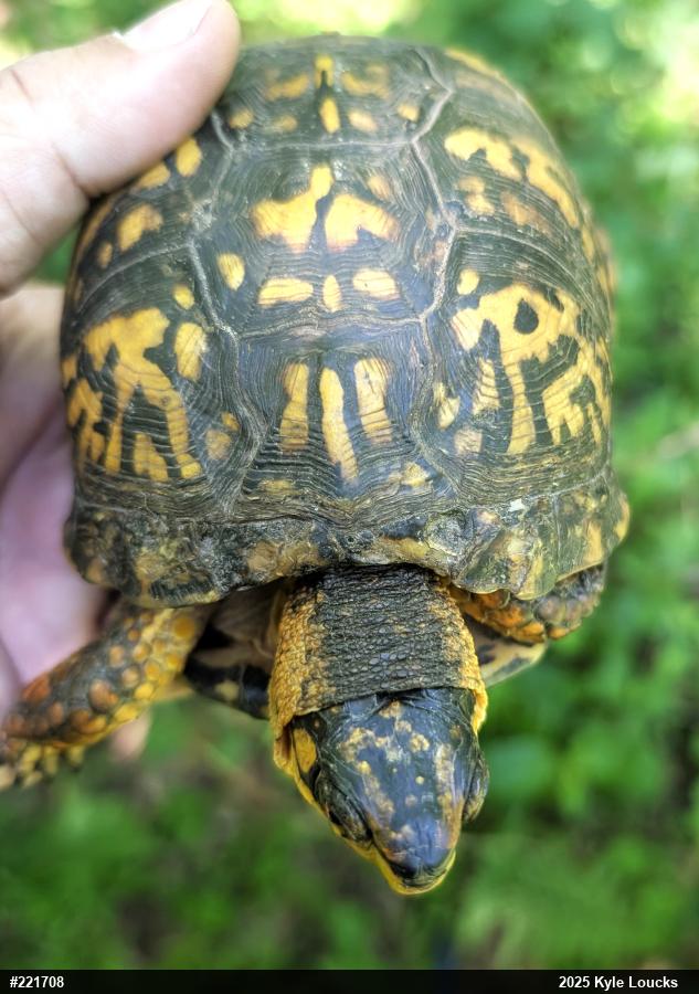 Eastern Box Turtle