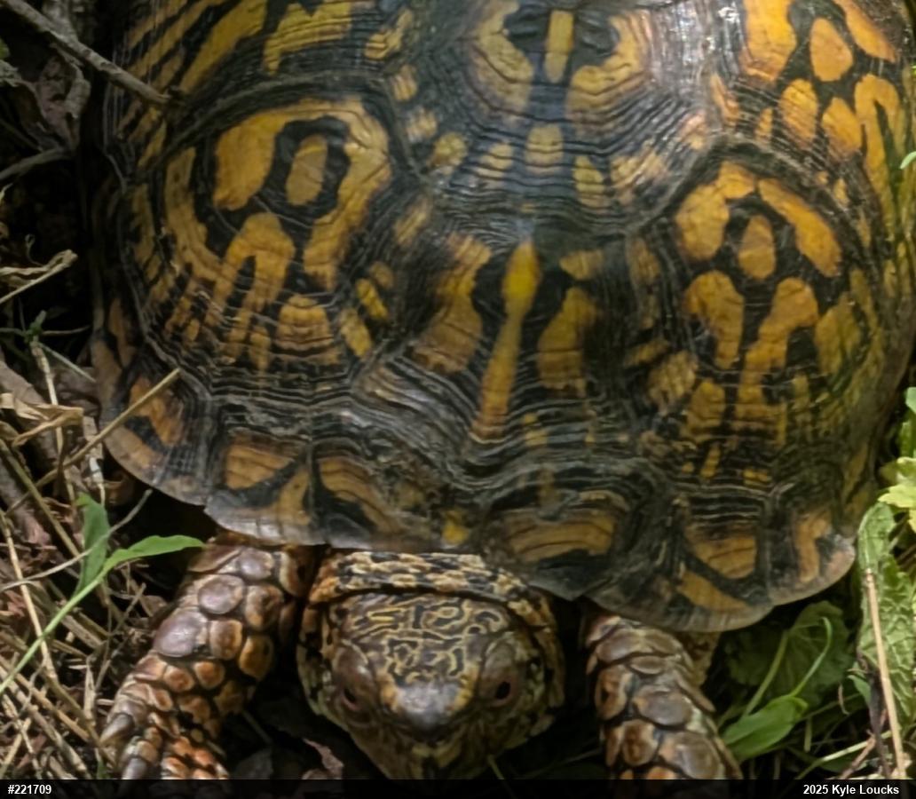 Eastern Box Turtle