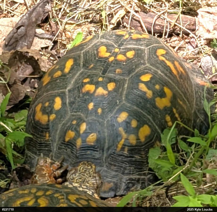 Eastern Box Turtle