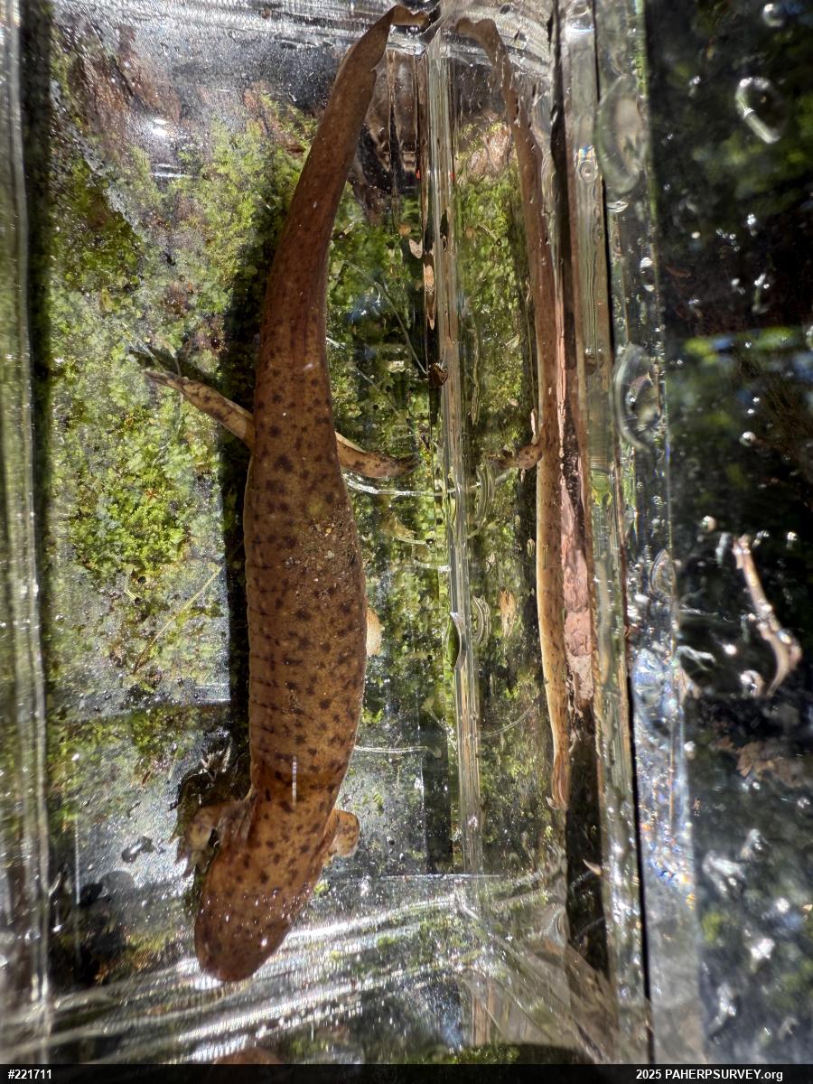 Northern Red Salamander
