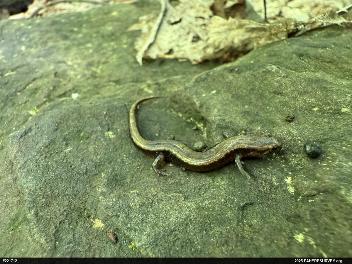 Allegheny Mountain Dusky Salamander