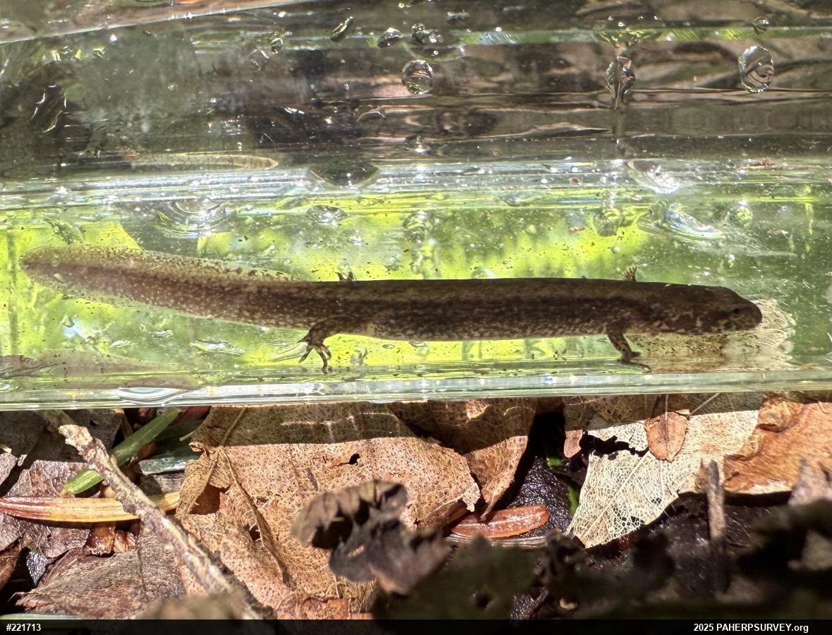 Northern Two-lined Salamander