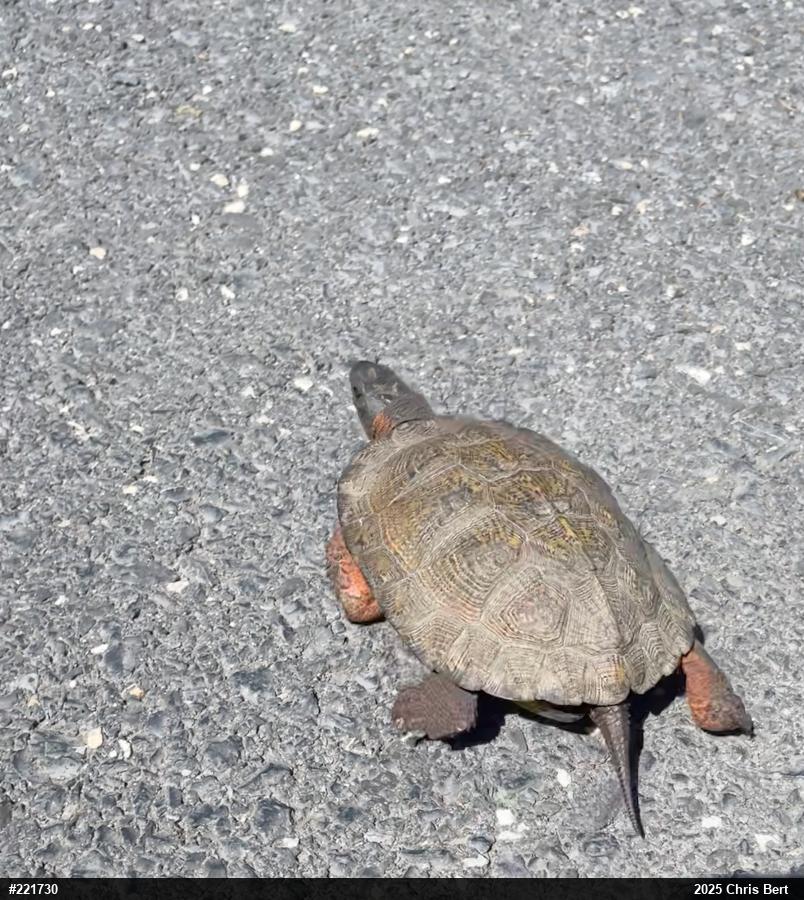 Wood Turtle