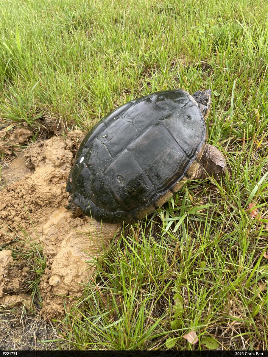 Snapping Turtle