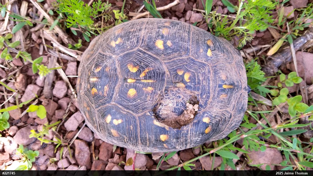 Eastern Box Turtle