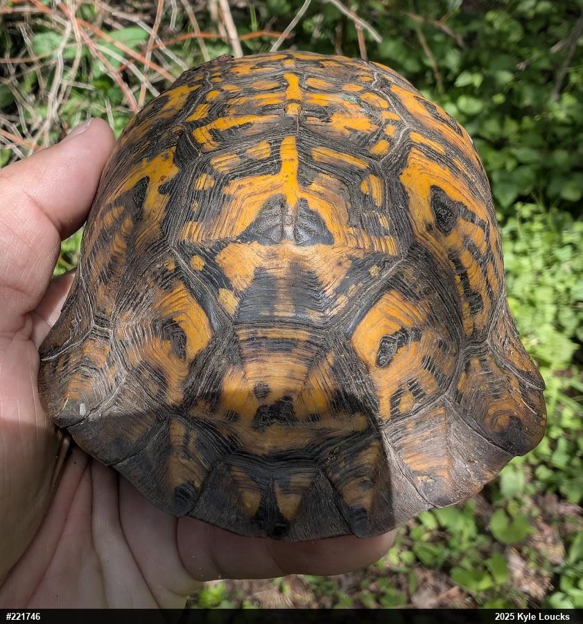Eastern Box Turtle