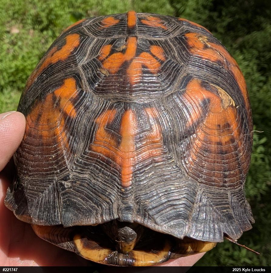 Eastern Box Turtle