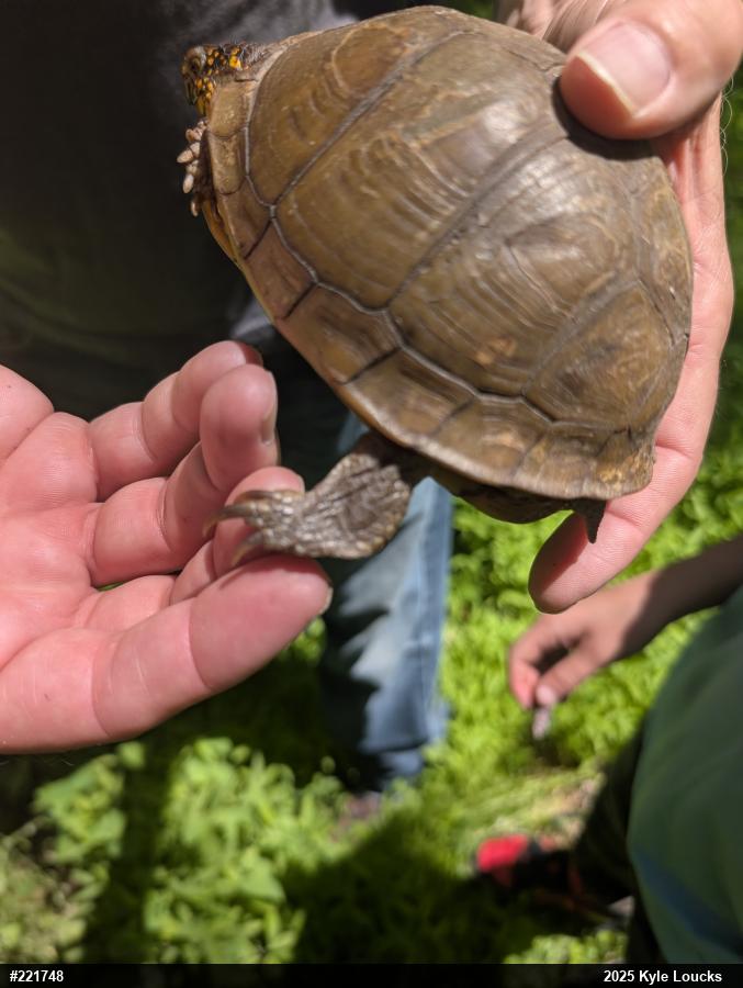 Box Turtles
