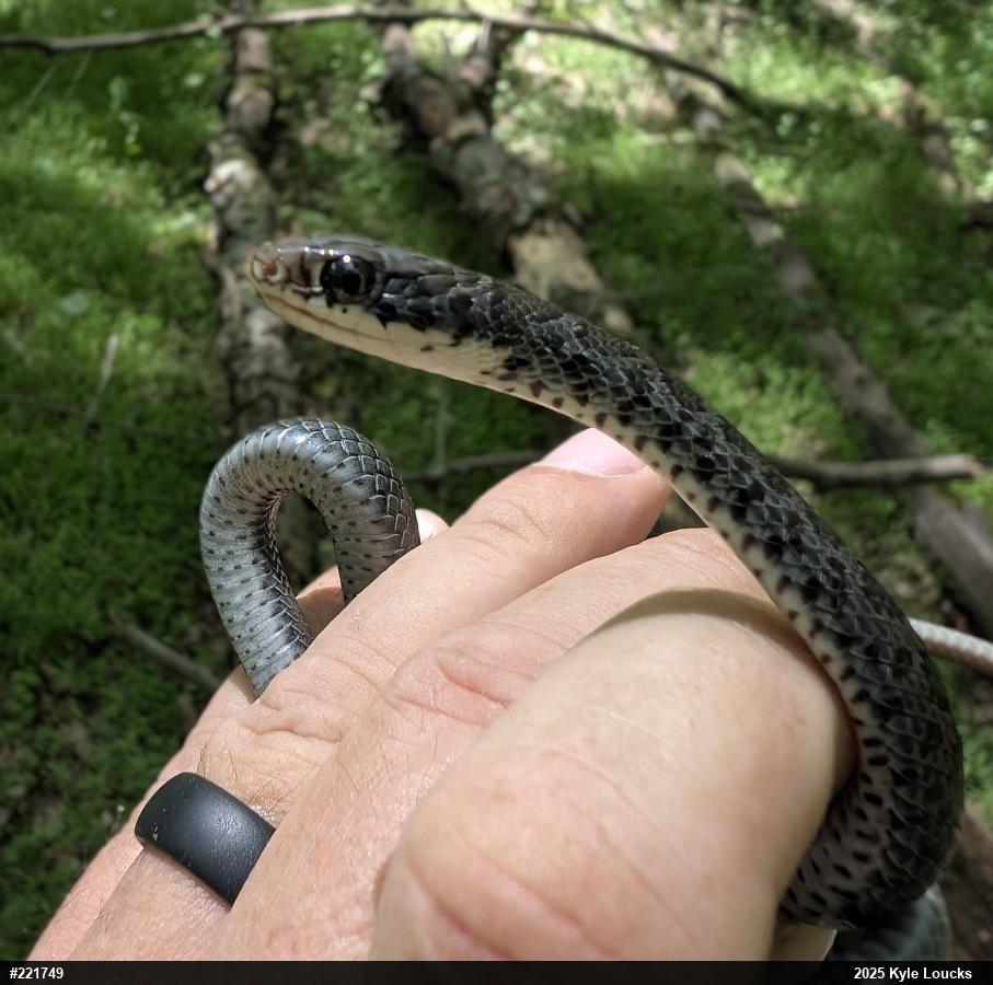 Northern Black Racer