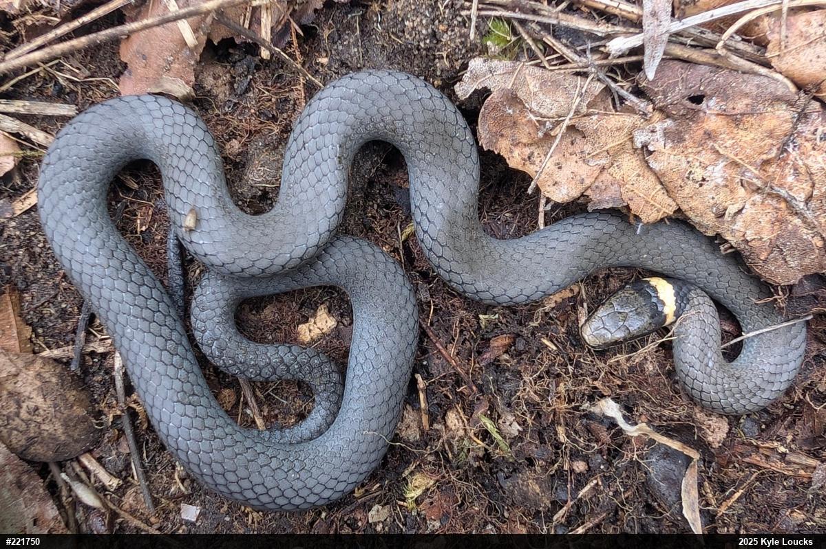 Northern Ring-necked Snake