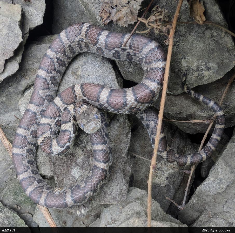 Eastern Milksnake