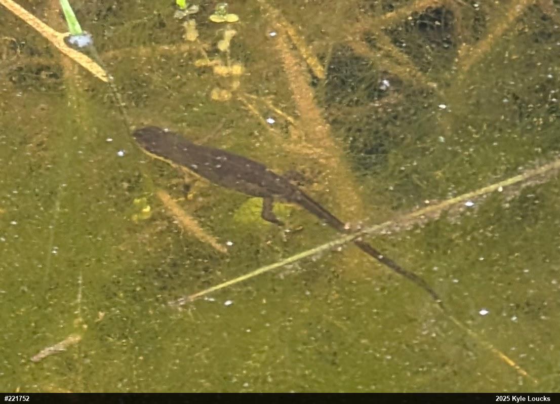 Red-spotted Newt
