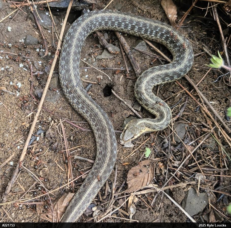 Eastern Gartersnake