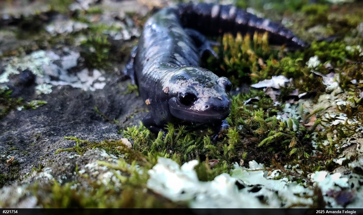 Marbled Salamander