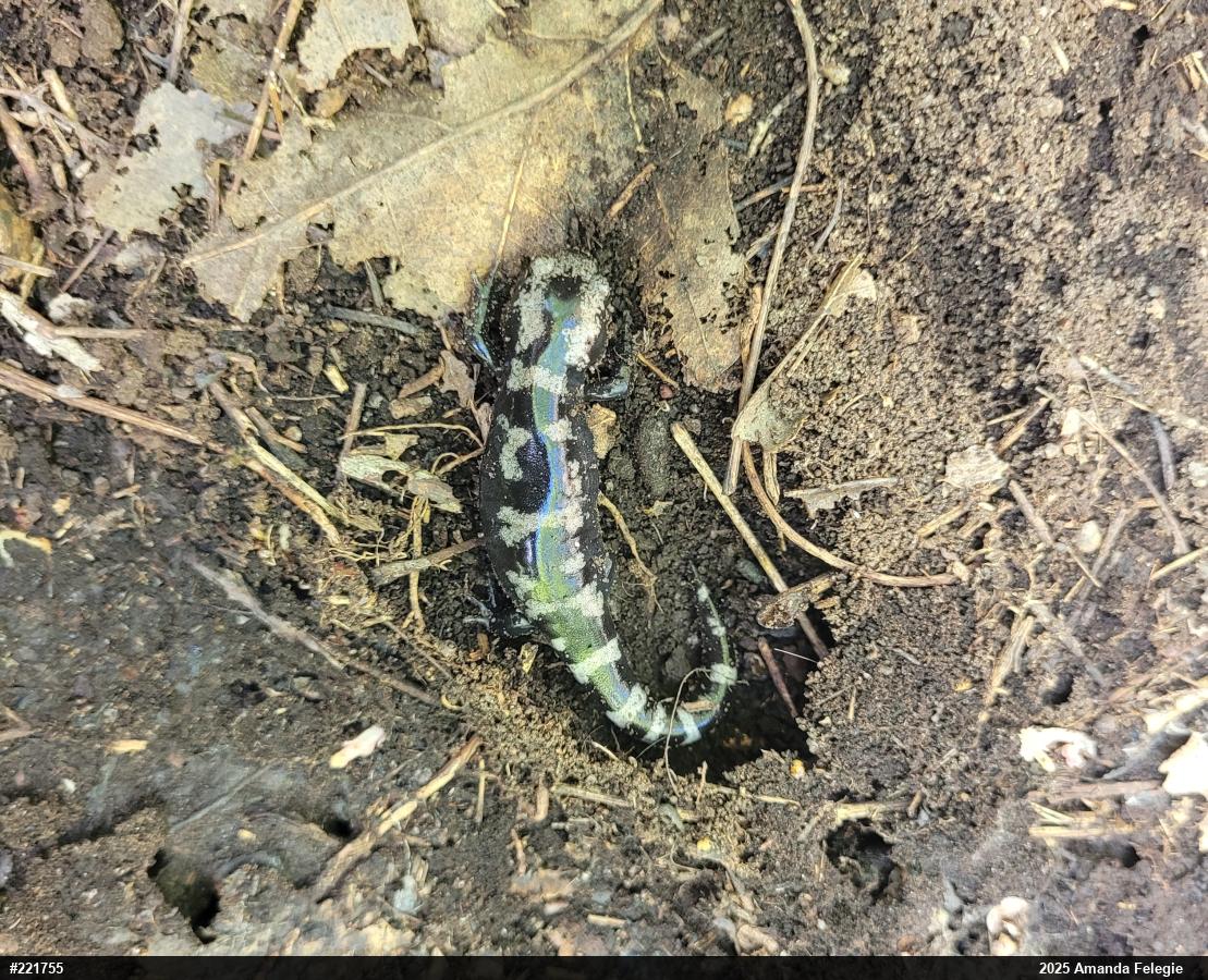 Marbled Salamander