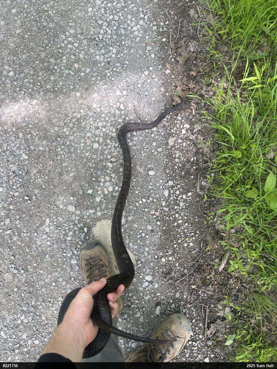 Eastern Ratsnake