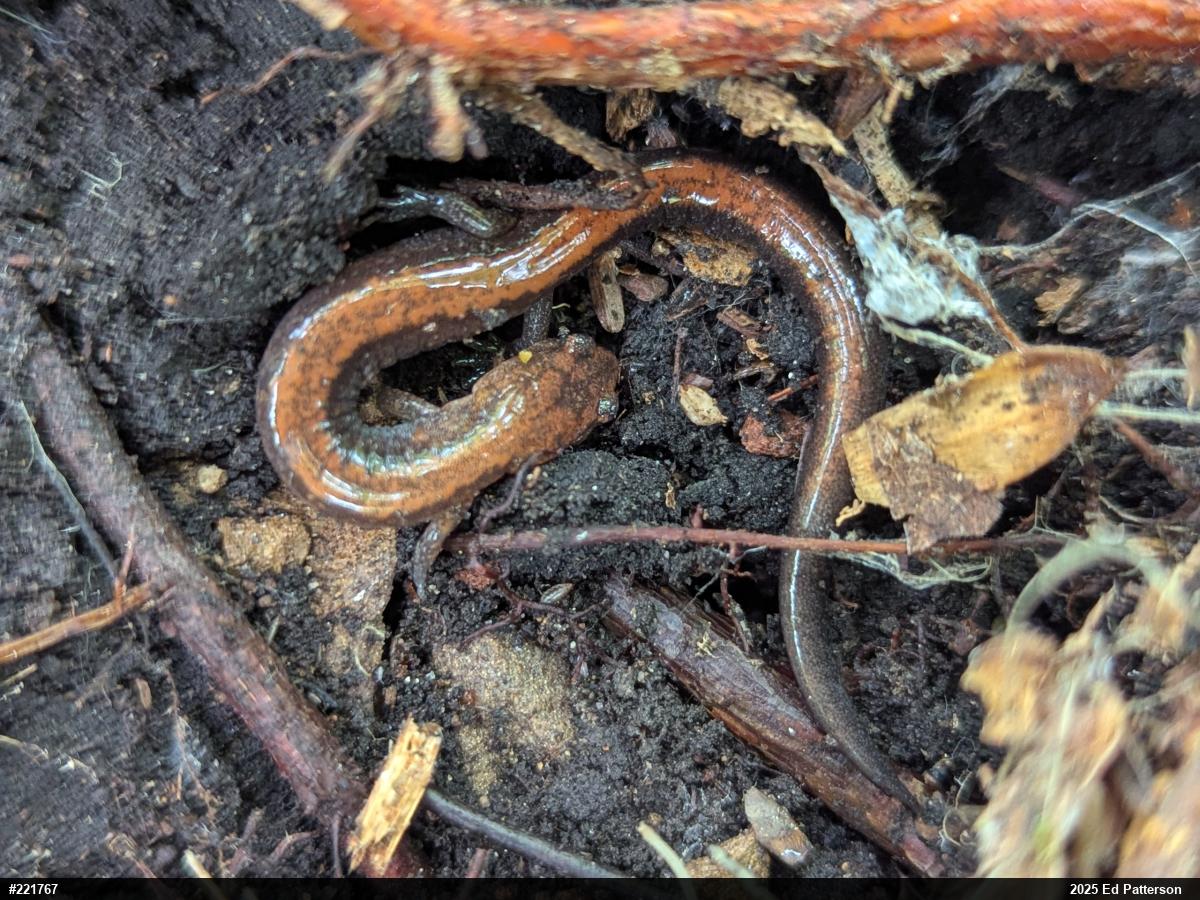 Eastern Red-backed  Salamander