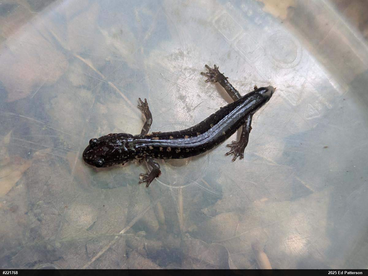 Wehrle's Salamander