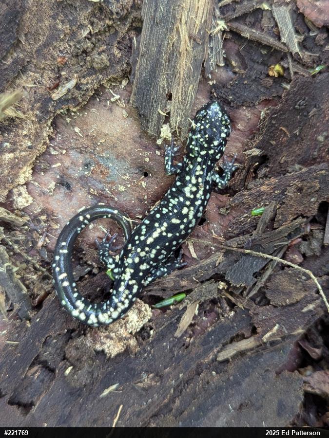 Northern Slimy Salamander