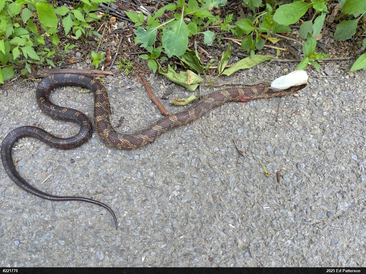 Eastern Ratsnake