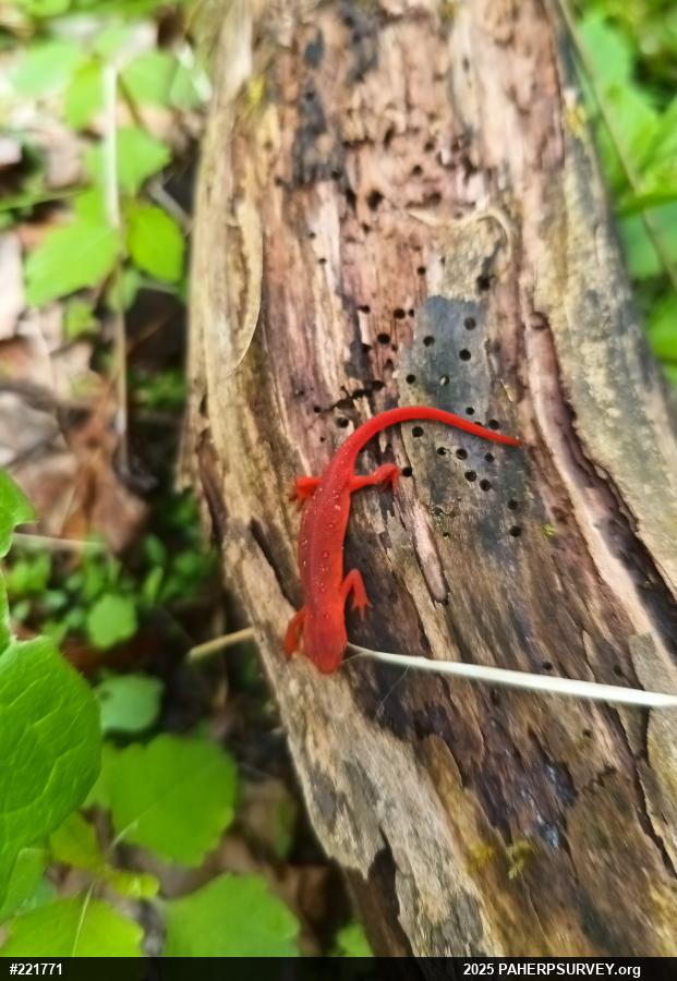 Red-spotted Newt