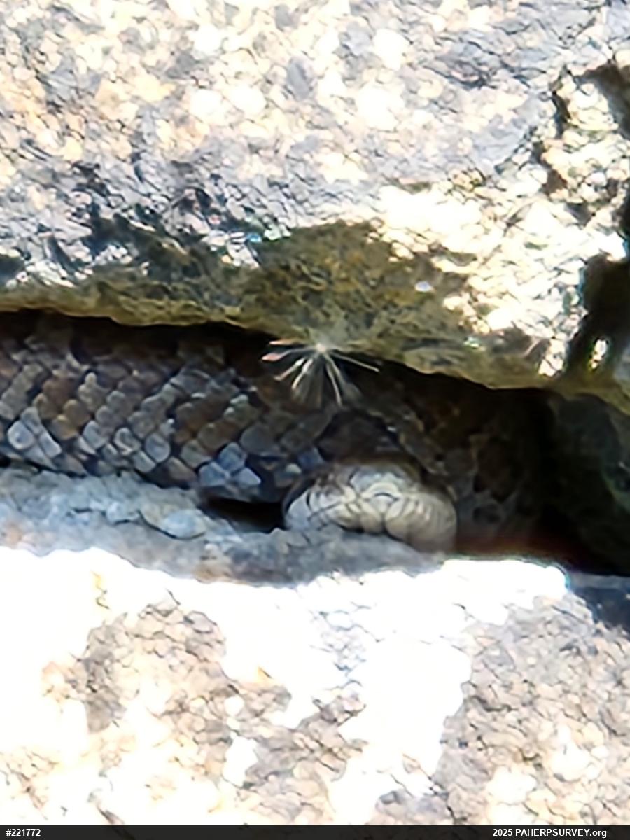 Eastern Milksnake