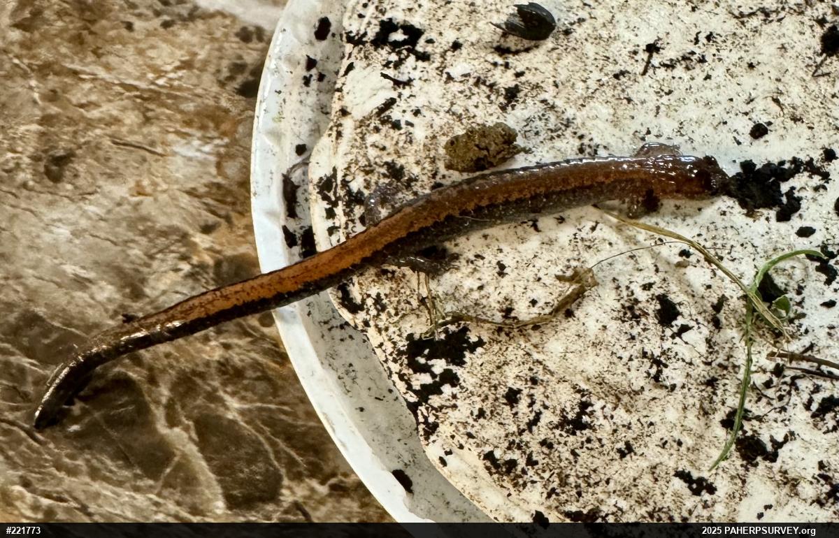 Eastern Red-backed  Salamander