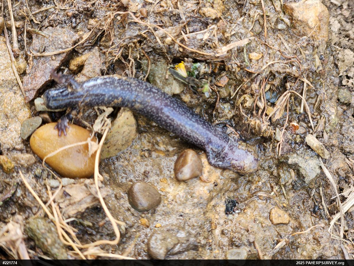 Northern Ravine Salamander