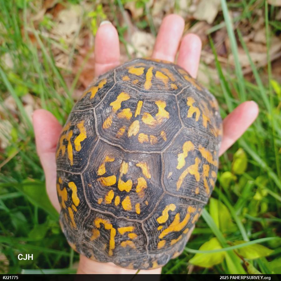 Eastern Box Turtle