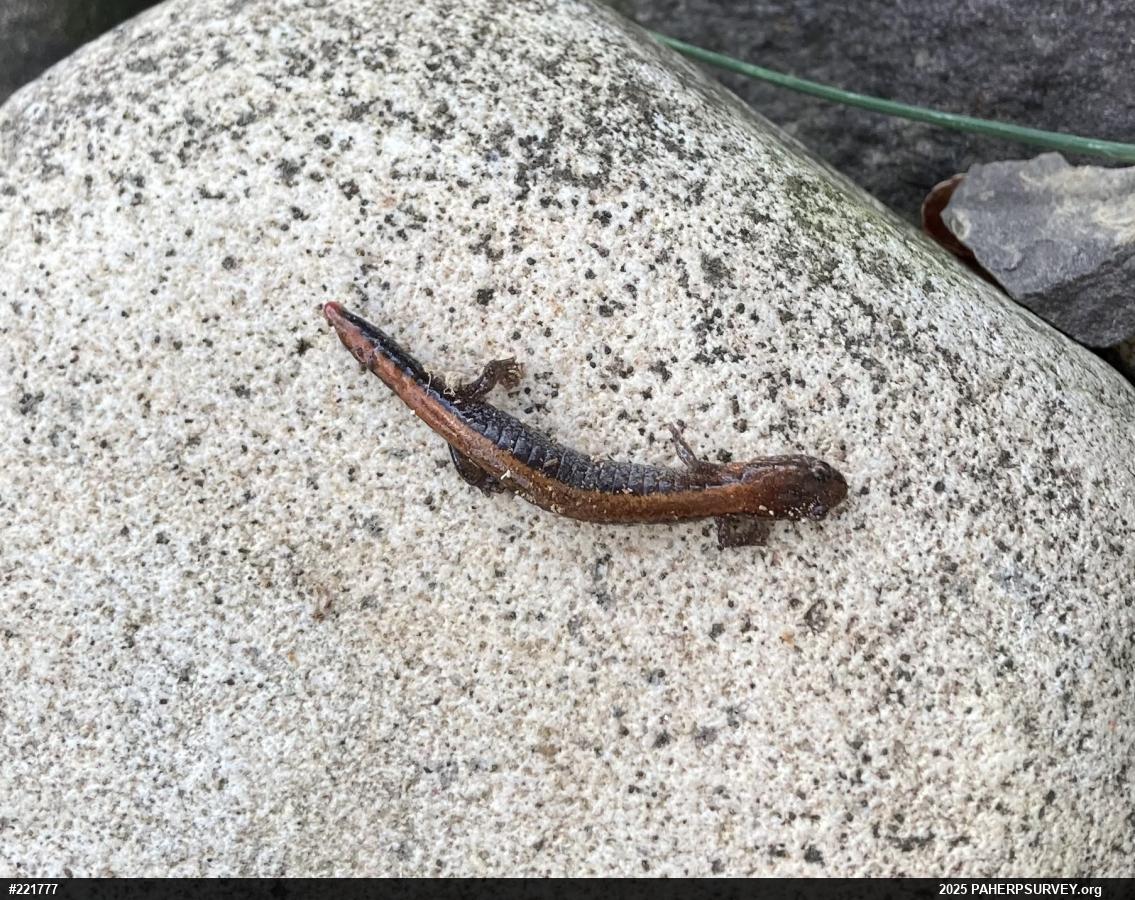 Eastern Red-backed  Salamander