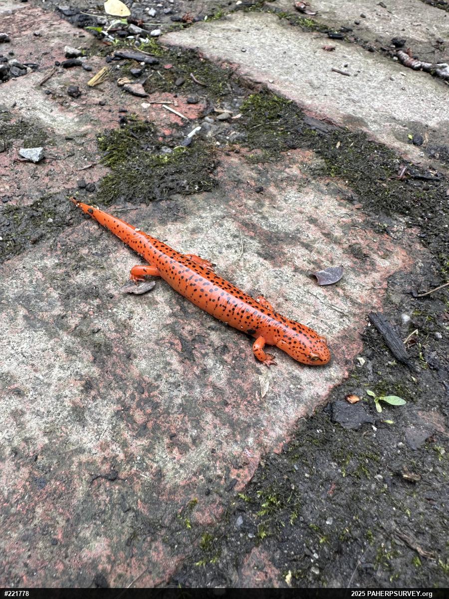 Northern Red Salamander