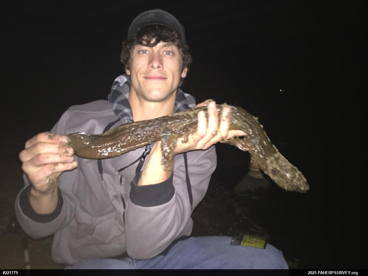Eastern Hellbender
