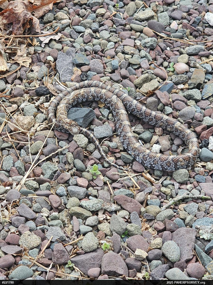 Eastern Milksnake