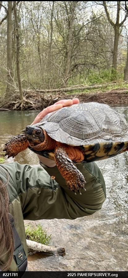 Wood Turtle