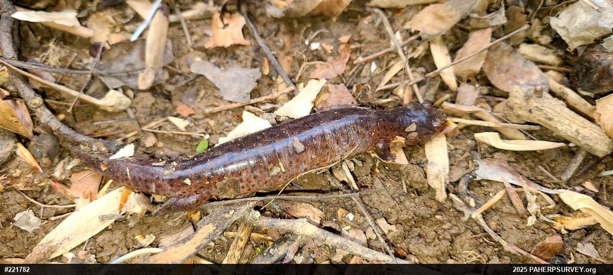 Northern Red Salamander