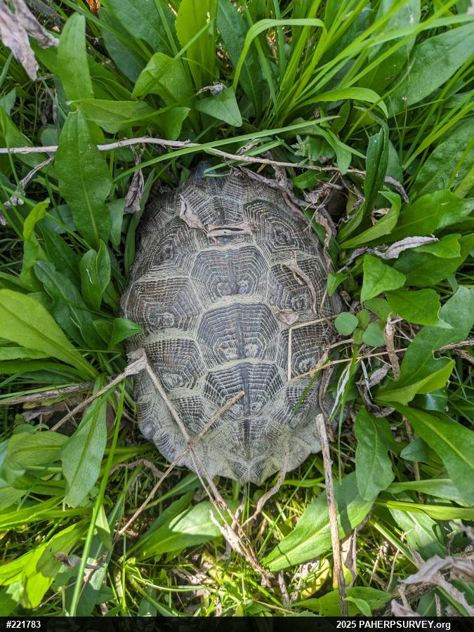 Wood Turtle