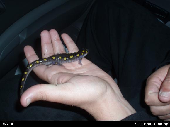 Spotted Salamander