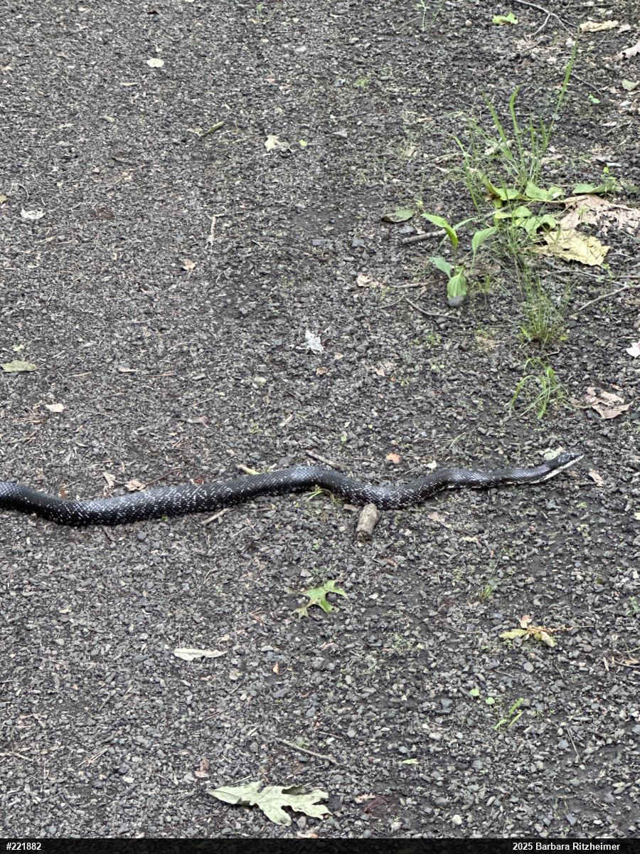 Eastern Ratsnake