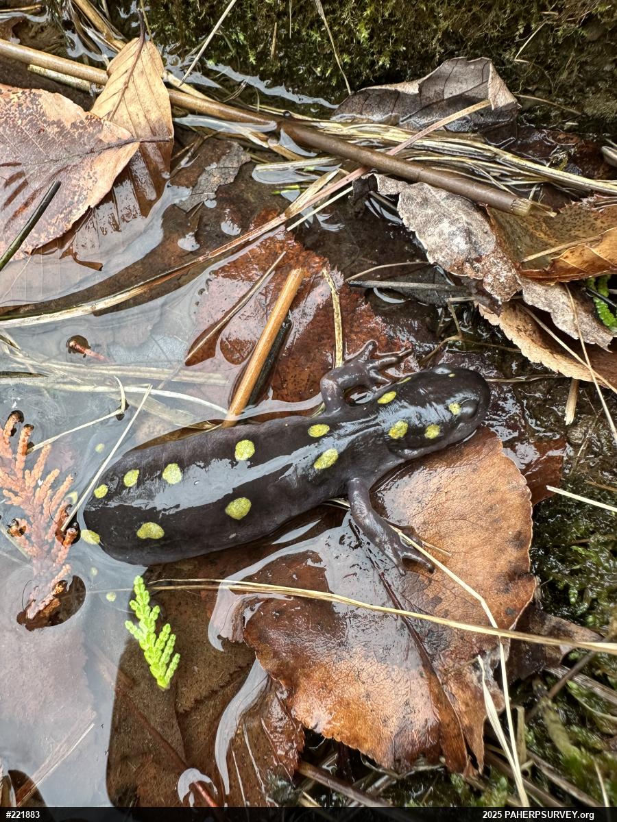 Spotted Salamander
