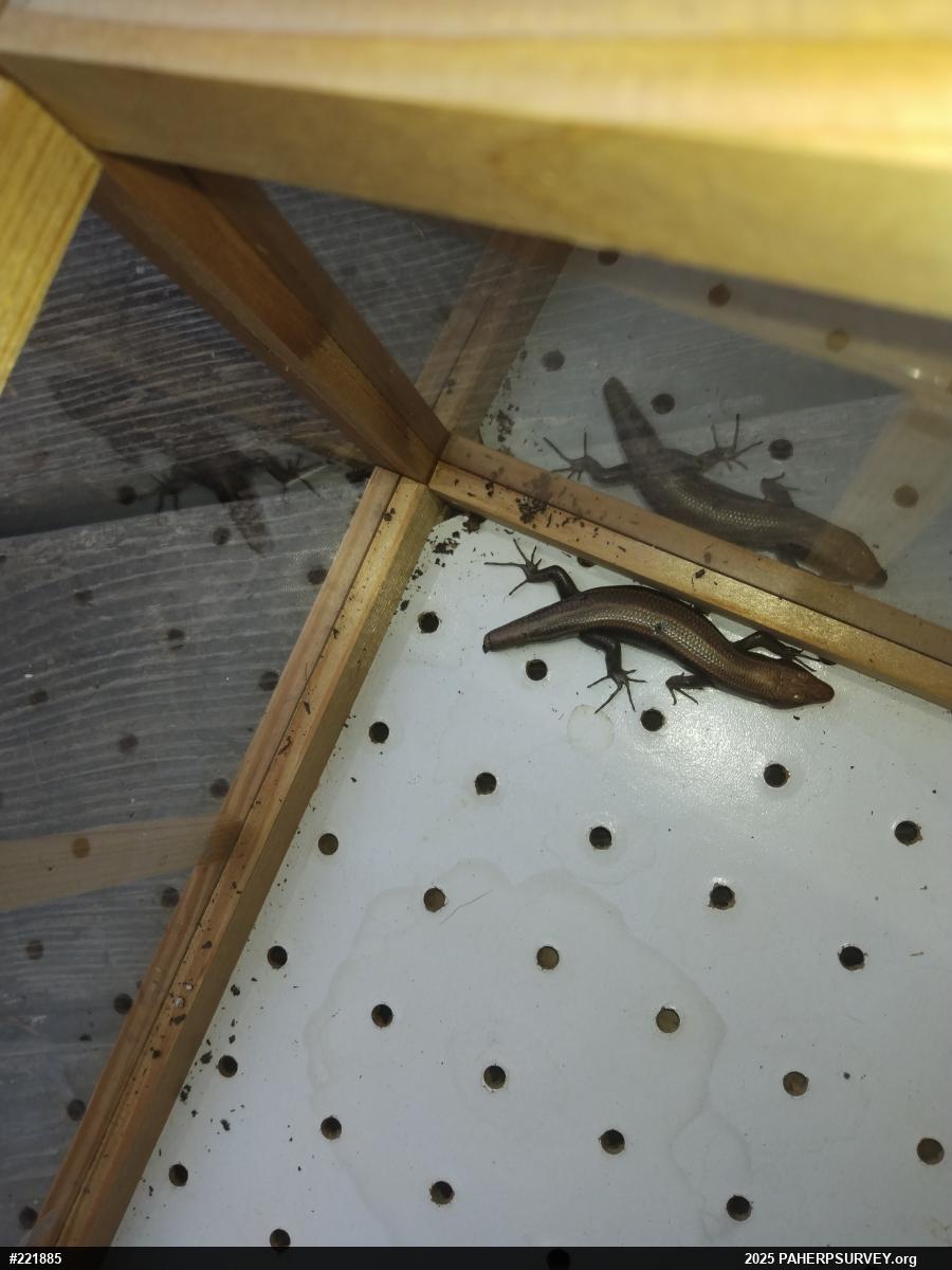 Common Five-lined Skink