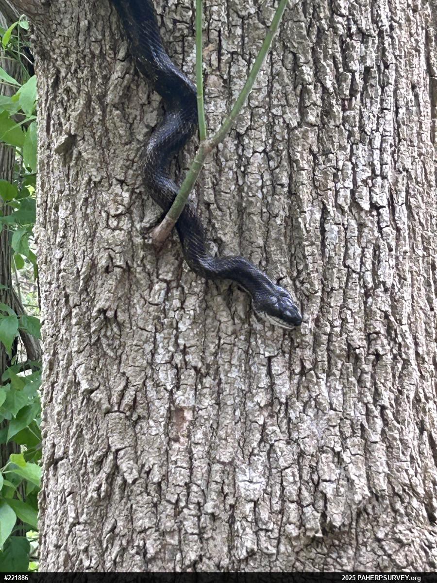 Eastern Ratsnake