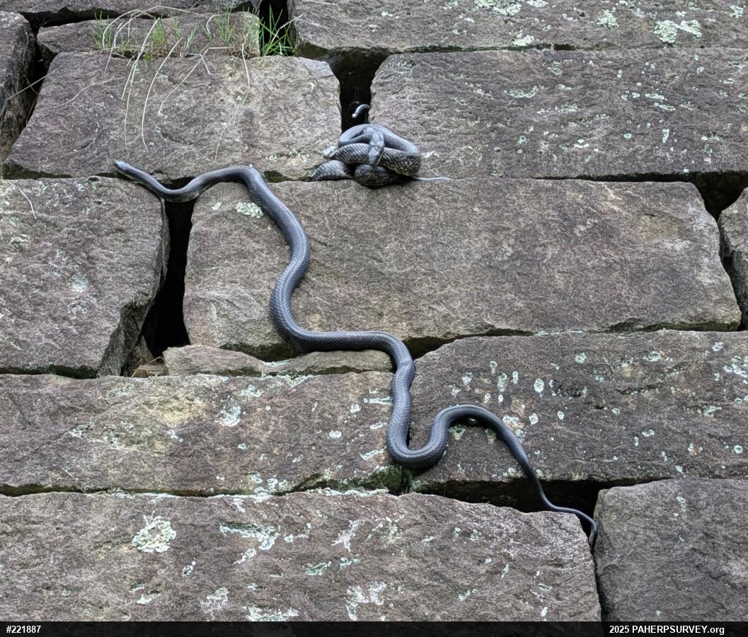 Eastern Ratsnake