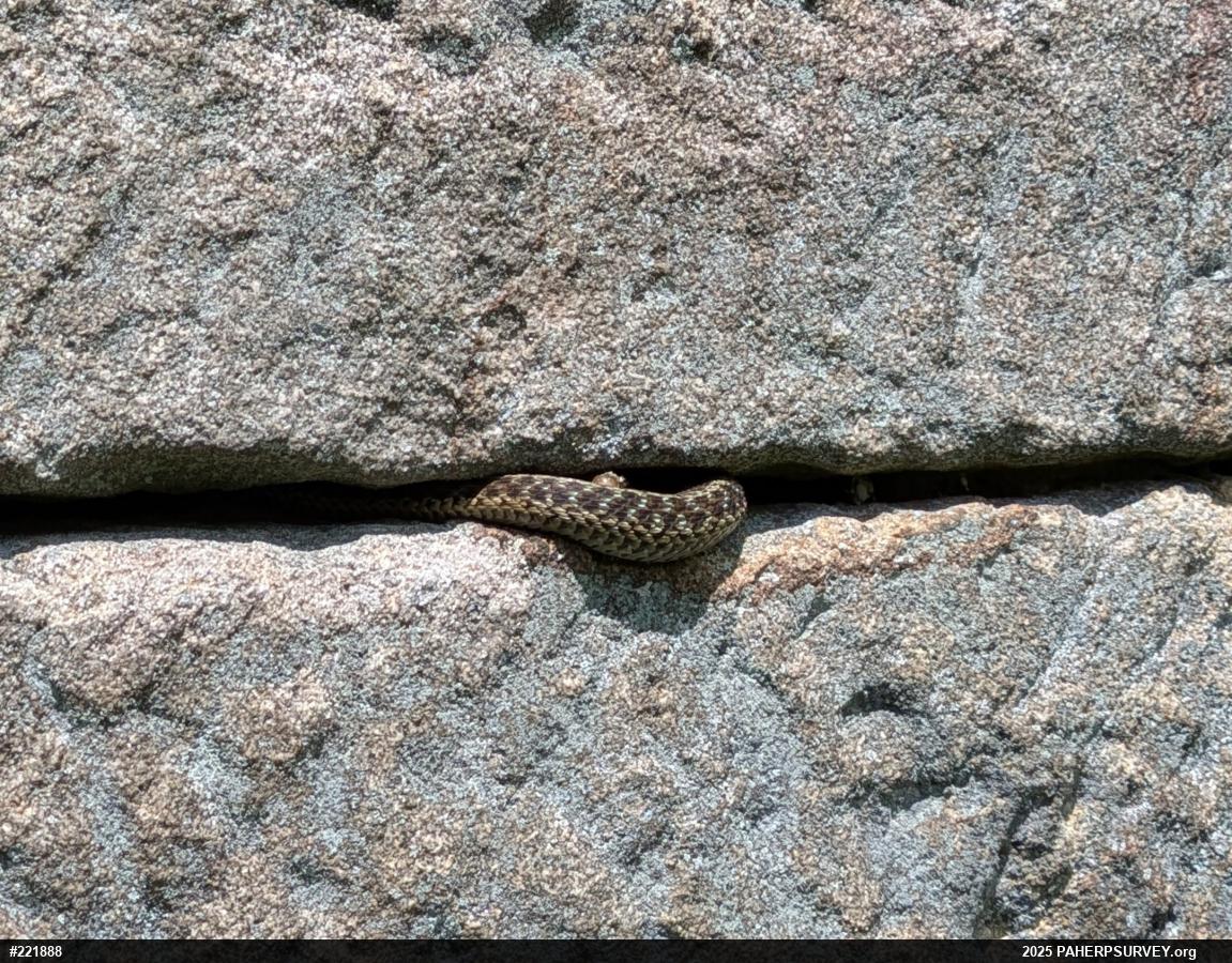 Eastern Gartersnake